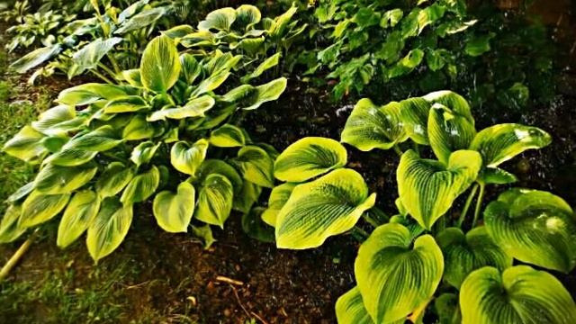 September windows ... I see rain ... смотреть онлайн