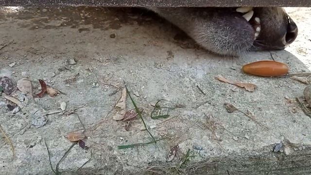 Альф и Омега не против попробовать жёлуди. Alph and Omega don't mind trying acorns. смотреть онлайн