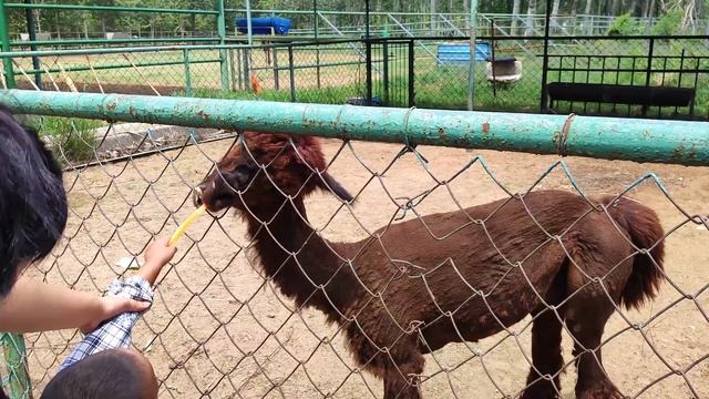 Бэйдайхэ 2024 # 6 Cафари парк смотреть онлайн