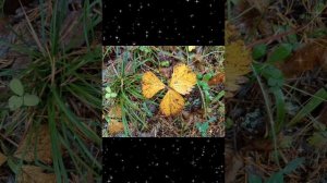 ЭТИ ТРОГАТЕЛЬНЫЕ, ЧАРУЮЩИЕ МЕЛОДИИ ДАРЯТ МИР ДУШЕ, ВЫЗЫВАЯ ЖЕЛАНИЕ ЖИТЬ.