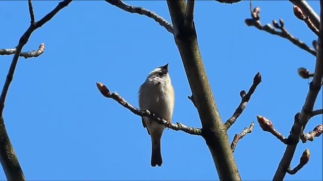 Над Россией небо чистое 1 mp3 9 смотреть онлайн