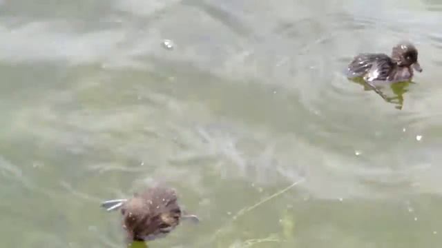 Peterhof/Петергоф (верхний сад). смотреть онлайн