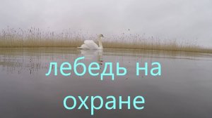 Лебедь на охране
