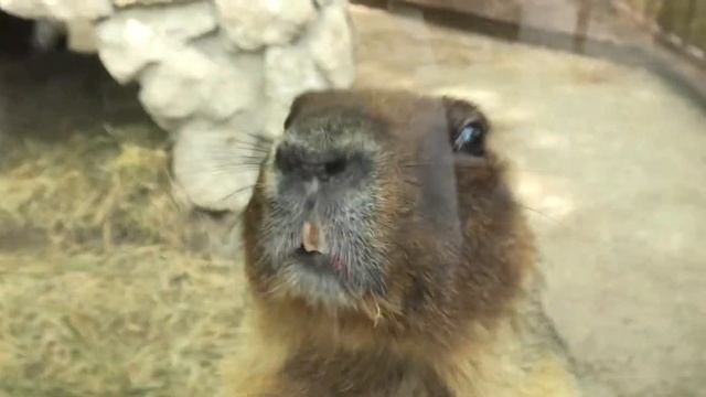 Бабаки толкаются, хотят вкусное в ротик) Baibaki push, you need to give delicious food in your mout смотреть онлайн