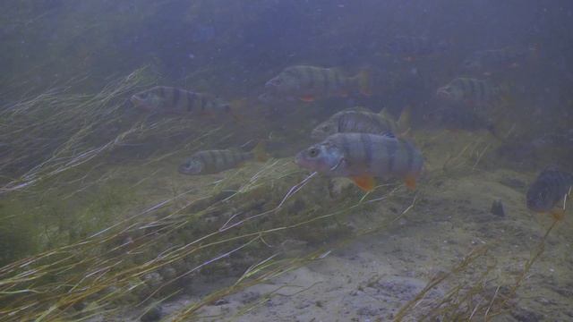 "РЫБАЛКА У КАЖДОГО СВОЯ" Фестиваль "Жигулевский окунь". смотреть онлайн