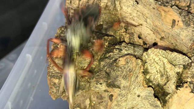 Feeding 2 of my inverts. смотреть онлайн