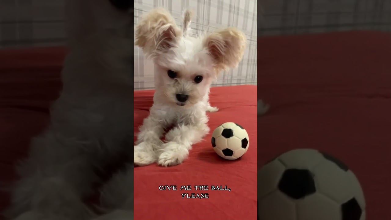 В телеграмм https://t.me/luckyTrips39 #белыйЙорк #whiteYork #Yorkie #Yorkshire #GoldDust #белый смотреть онлайн
