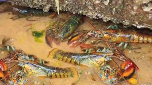 Запрет на рыбалку в 2025, Сяо Чжан собирает огромных лобстеров!