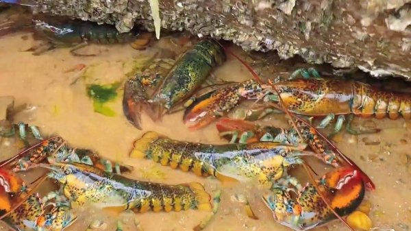 Запрет на рыбалку в 2025, Сяо Чжан собирает огромных лобстеров!