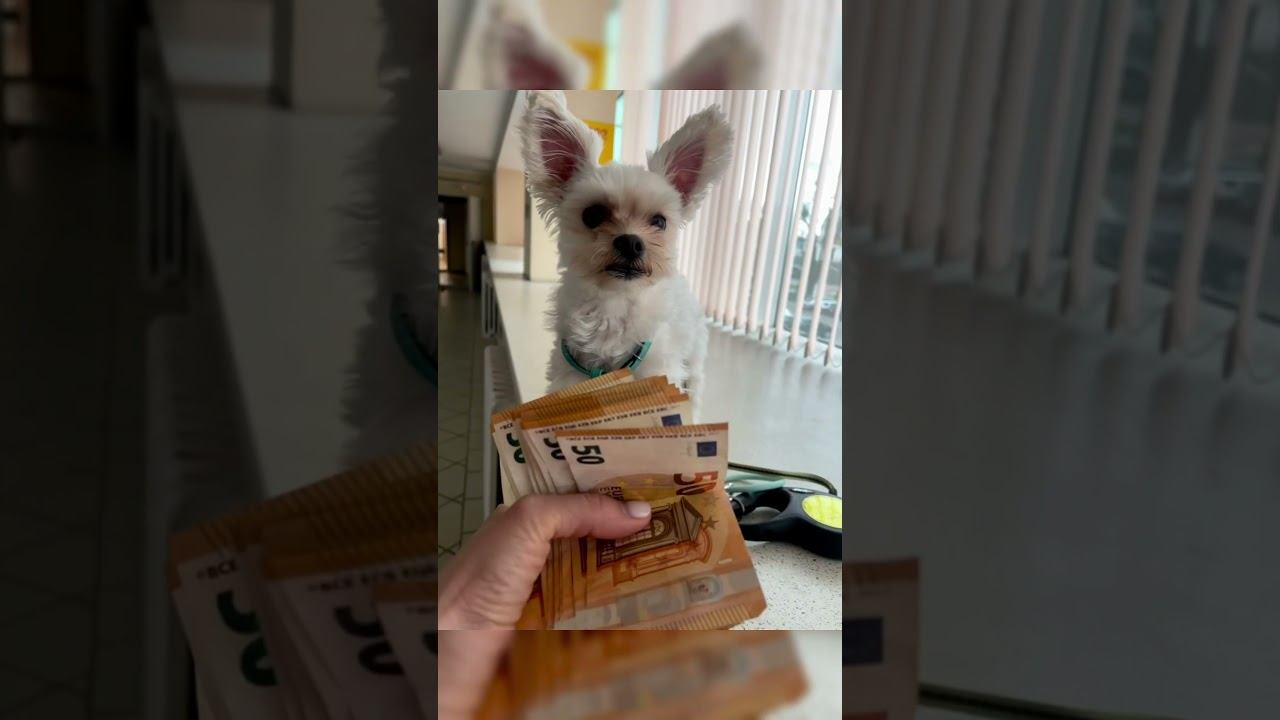 The lucky #yorkshire #whitedog #golddust #yorkie #lucky смотреть онлайн