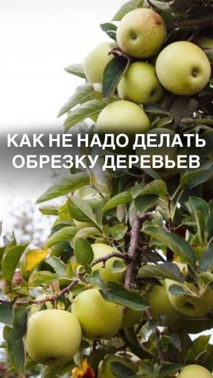 Как не надо делать обрезку деревьев 

#обрезкаяблонь
#обрезкаяблони
#обрезкавесной
#весенняяобрезка