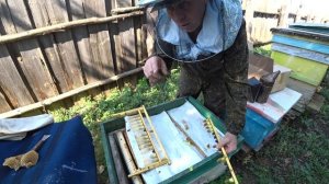 КАК И КОГДА НАДЕТЬ ЗАЩИТНЫЕ КОЛПАЧКИ НА МАТОЧНИКИ, ПЕРЕФОРМИРОВАНИЕ ВОСПИТАТЕЛЬНОЙ ПЧЕЛОСЕМЬИ.