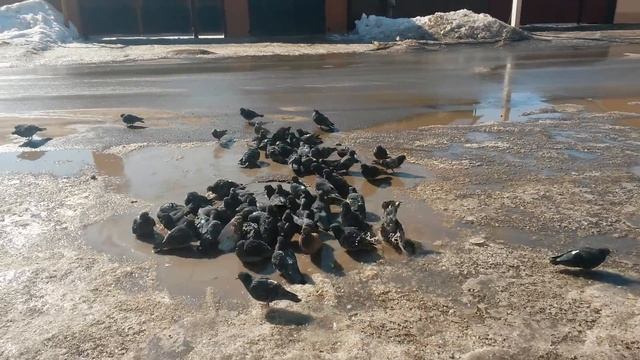 Бассейн в центре Уруссу смотреть онлайн