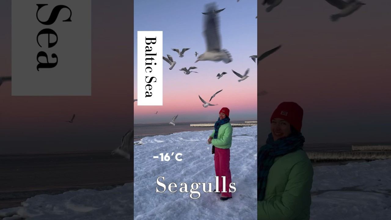 #birds #seagulls #balticsea смотреть онлайн