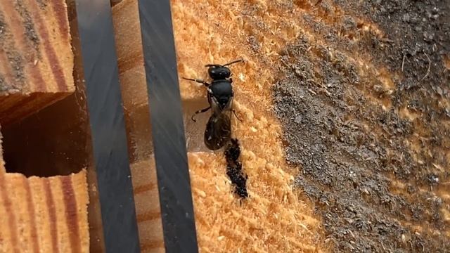 Hylaeus communis (Common Yellow-face) using Dufour's galnd secretions to seal her nest entrance смотреть онлайн
