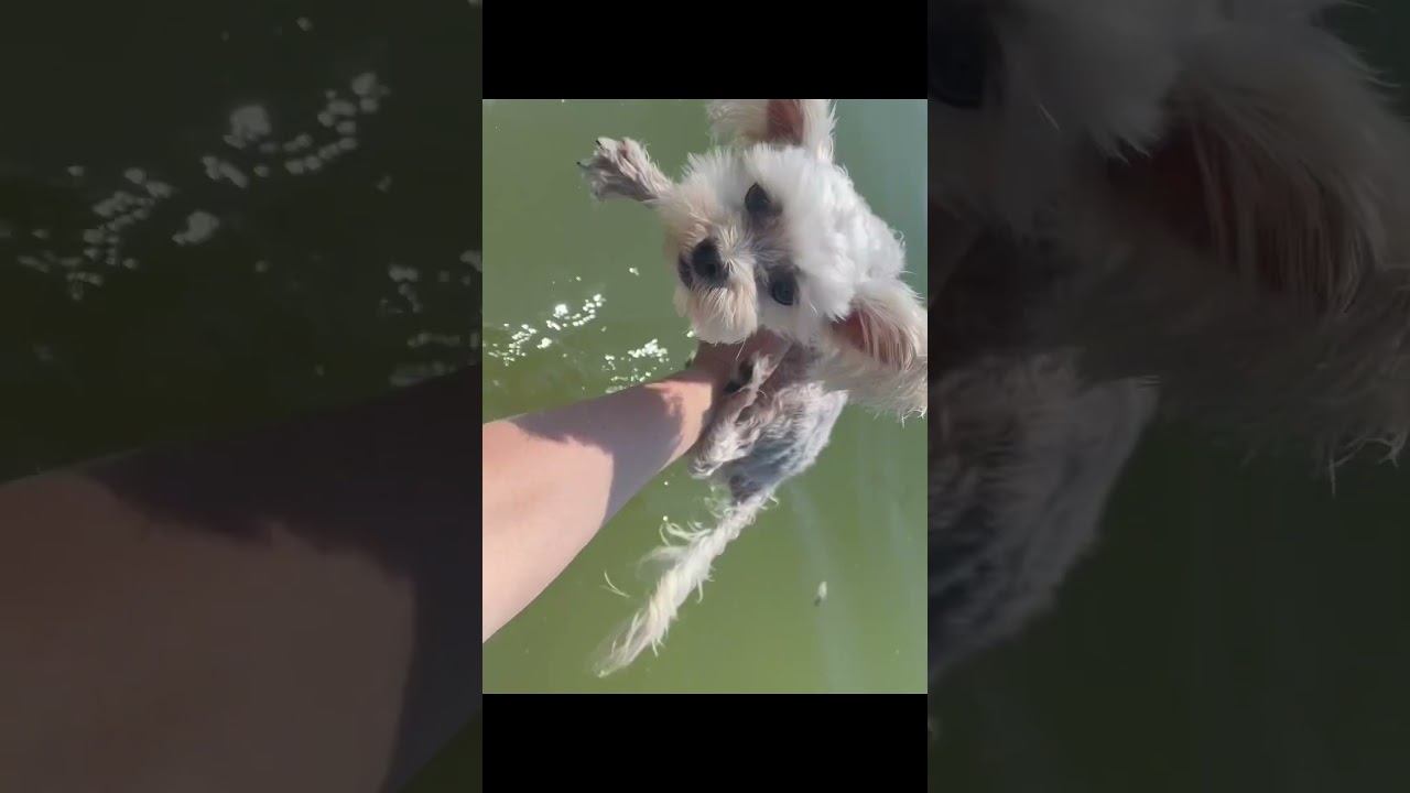 Белый Йорк на море #whitedog #yorkshire #funnydog #dog #terrier #puppy смотреть онлайн
