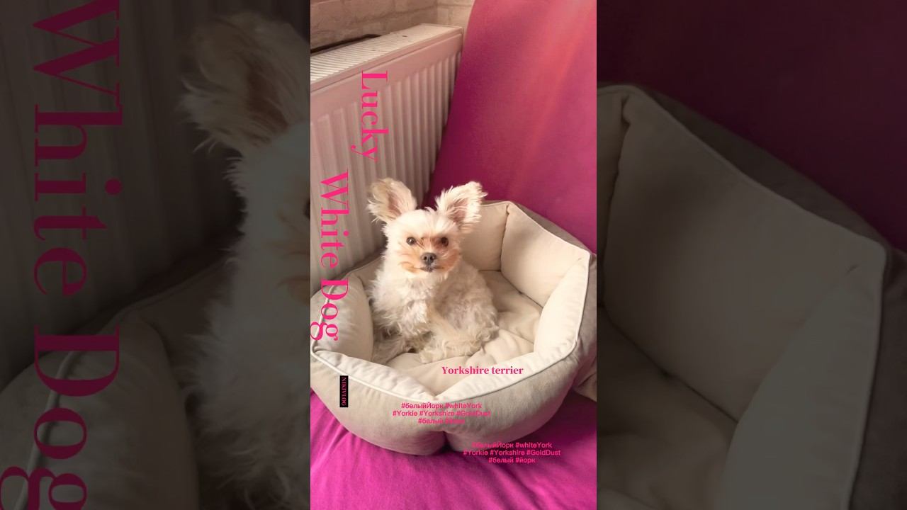 Сколько можно спать ?! #golddust #yorkshire #yorkie #whitedog смотреть онлайн