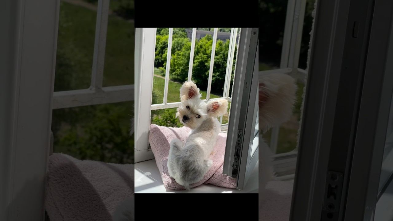 #whitedog #yorkshire #funnydog #dog #puppy #terrier смотреть онлайн