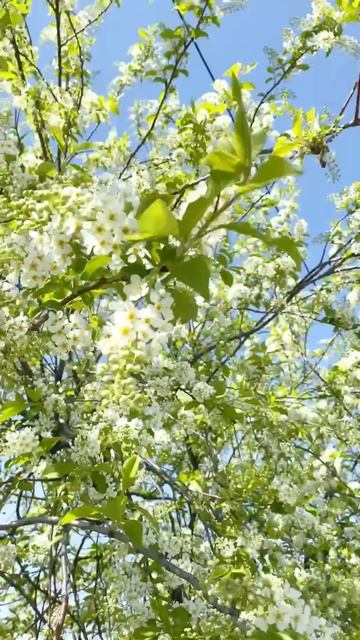 В Сибири цветёт черемуха. смотреть онлайн