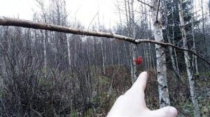 Силки на рябчика
