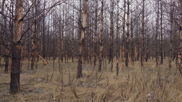Поход по лесу 30км +, глухозимье, бушкрафт, путешествие смотреть онлайн