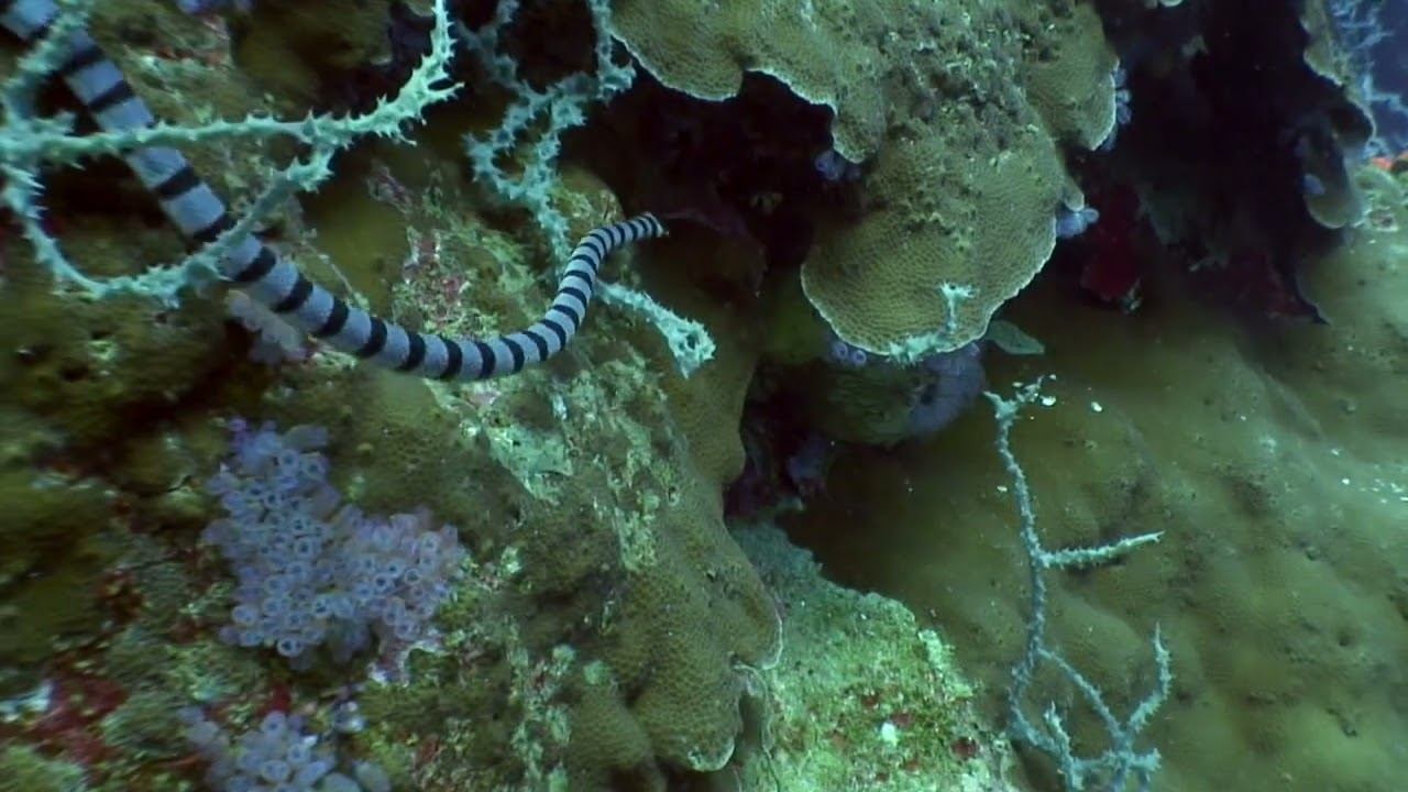 Philippines 06 смотреть онлайн