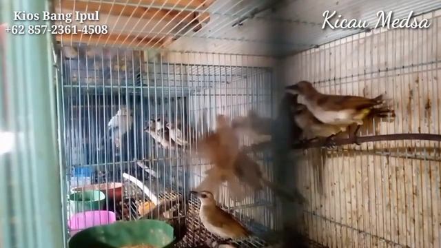 BONGKARAN KOLIBRI NINJA (KONIN) METALIK & IJOAN LANGSUNG DI KIOS BANG IPUL смотреть онлайн