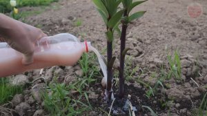 Лилии будут огромными и красивыми!  Полейте этим в апреле-мае.