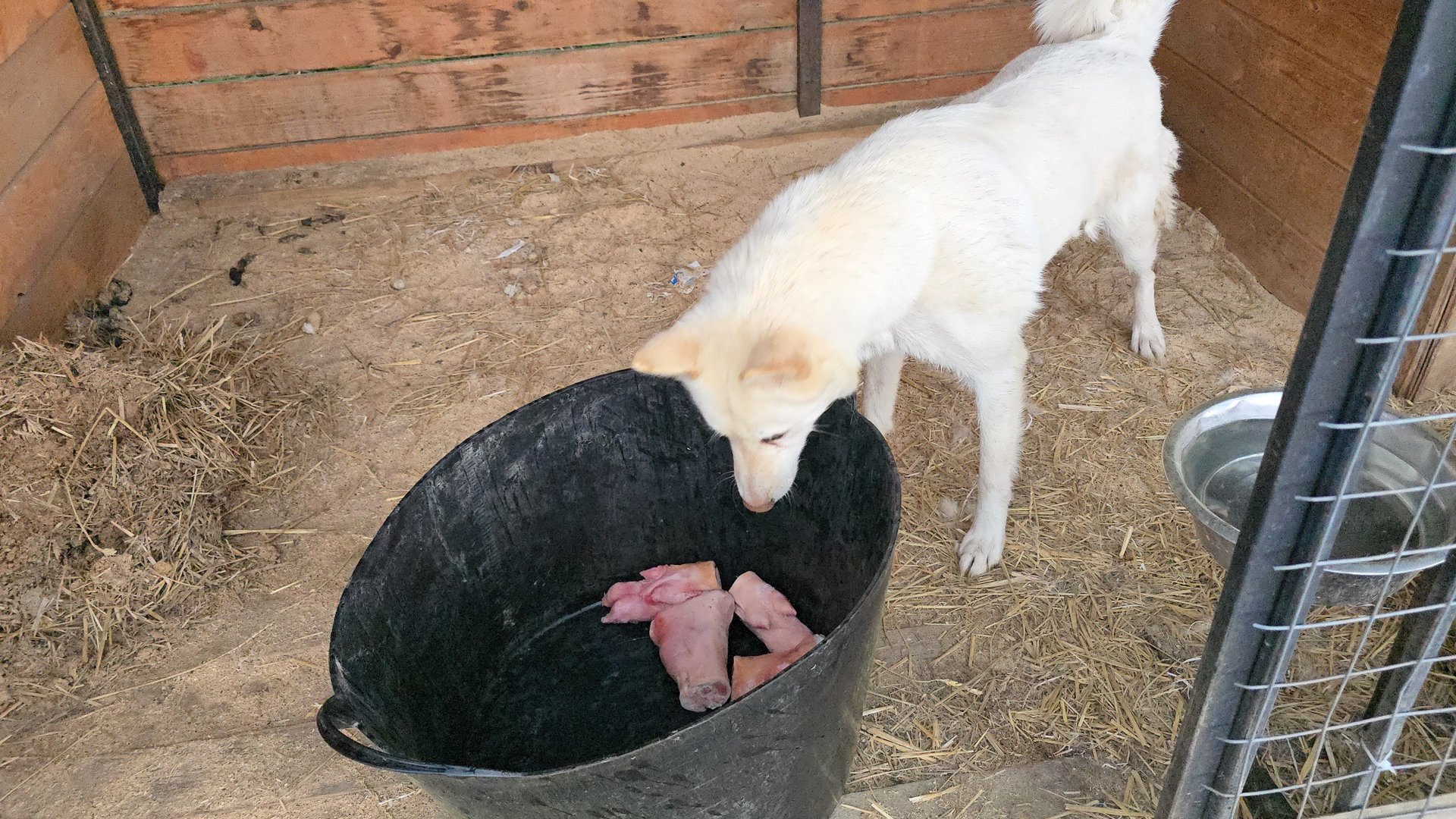 Вкусняшки перед грозой
