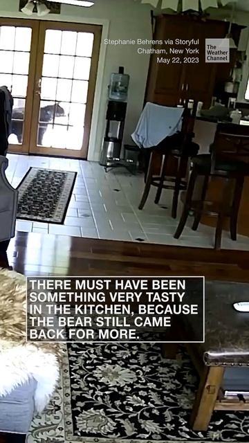 Black bear scared off by family dog | #shorts #newvideo #subscribe #trending #youtube смотреть онлайн