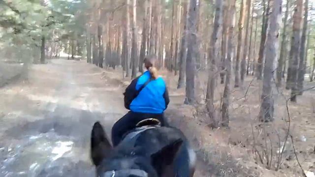 В ЛЕСУ ОТ ПЕРВОГО ЛИЦА.ЗАНЯТИЯ С ЖЕРЕБЕНКОМ.КОНКУР смотреть онлайн