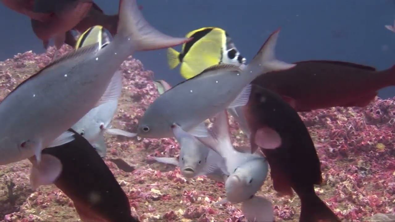 Galapagos 04 смотреть онлайн