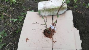 Заброшенная Дача Сажаю Жимолость Посадка Весной