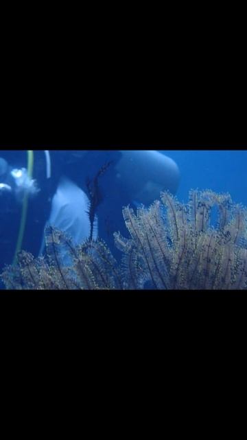 cebu/ニシキフウライウオ/Harlequin ghost pipefish/Philippines/フィリピン/セブ島/サンタンデールリロアン/liloan смотреть онлайн