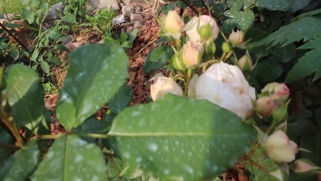 Розы в саду. Утренний обзор. Вивьен Вествуд, Ханс Геневайн, Ла Вилла Котта, Мона Лиза, Манстед Вуд смотреть онлайн