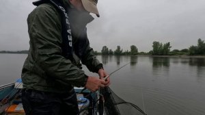 Поймал «крокодила» на городском пляже.