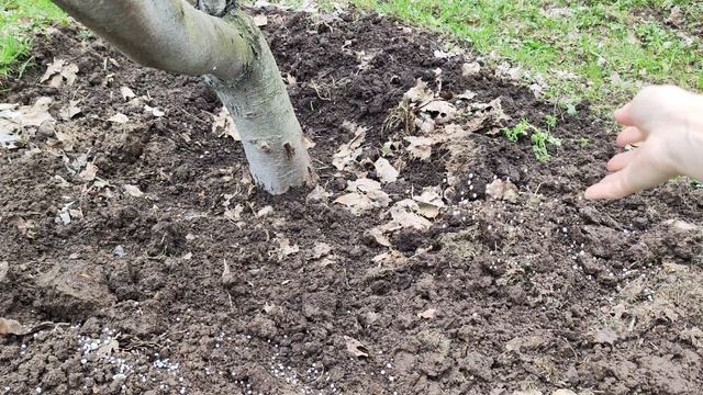 Весенняя подкормка плодовых деревьев – секреты богатого урожая! смотреть онлайн