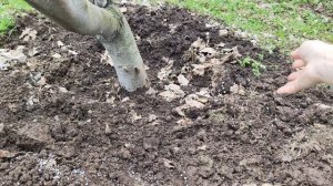 Весенняя подкормка плодовых деревьев – секреты богатого урожая!