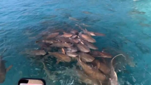 Обзор отеля VILLA PARK (SUN ISLAND) МАЛЬДИВЫ ИЮЛЬ 2024