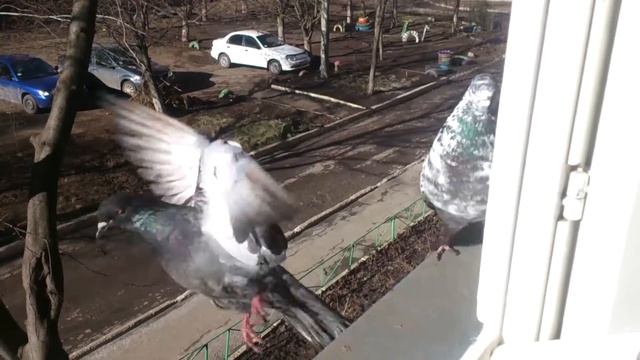 Любопытные голуби на балконе.