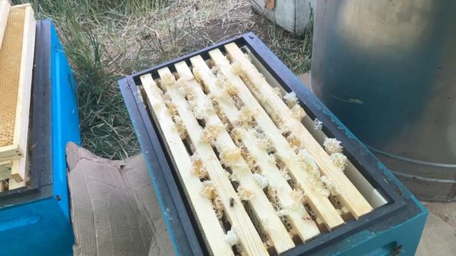 Пасека попала в ураган во время откачки мёда в палатках смотреть онлайн