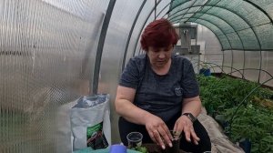 Правильная пикировка циний!! Отдам за 30 копеек!!