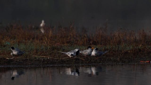 A solitary White-winged Tern (Chlidonias leucopterus) at Hesarghatta lake, Bangalore смотреть онлайн