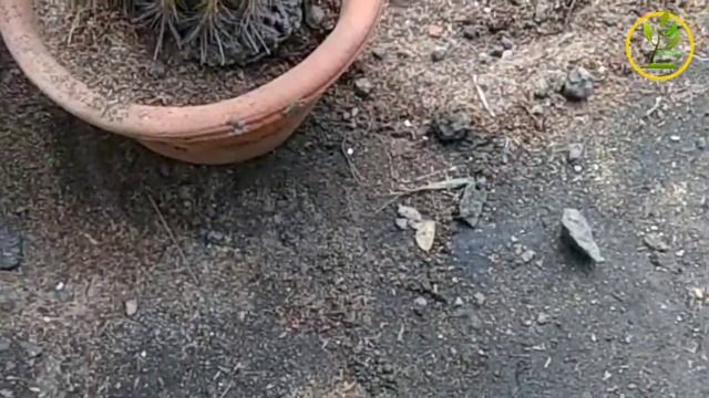 How to repot cactus plants 🌵||Cactus 🌵 plants 🌱 || Plants care || смотреть онлайн