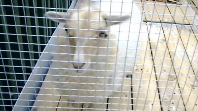 singing sheep смотреть онлайн