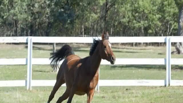 Лонсестон - Country Club Tasmania 4, 5 Star смотреть онлайн