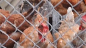 ВЕСЕННИЕ УСПЕХИ ГОЛОШЕЕК🤗👍,НЕМНОГО О ГОЛОШЕЙКАХ🐓 ,АПРЕЛЬСКАЯ ПРОГУЛКА ПО МОЕЙ ДАЧЕ 🌷🪻🌻🌻