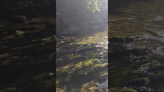 Красивейшая природа в Шапсугской | Отдых с ночёвкой в лесу смотреть онлайн