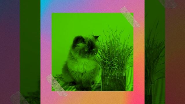 Атмосфера (Расслабляющие кошки) смотреть онлайн