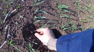 Прямой посев ярового ячменя сеялкой СЗ-3,6